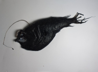 Zeldzame op alcohol geconserveerde diepzee Kroyer's Hengelvis